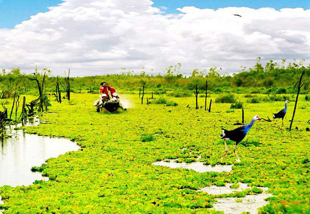 Chim ở vườn quốc gia U Minh Thượng