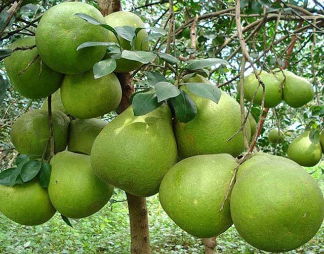 Bưởi năm roi Kế Thành đặc sản huyện Kế Sách, Sóc Trăng