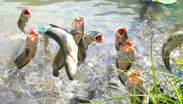 Miệt vườn Cồn Sơn