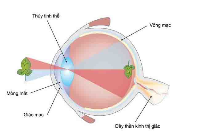 Cách trị giun sán
