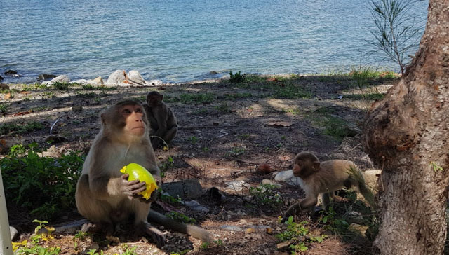 Cách đi đến Đảo Khỉ