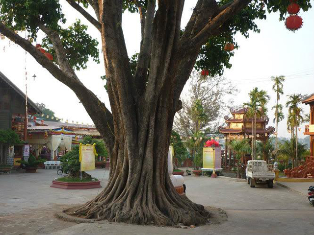 Cây Bồ Đề Chùa Khải Đoan