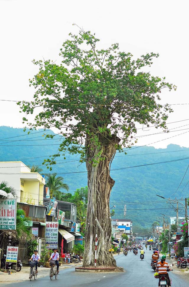 Cây dầu 300 tuổi ở Ba Chúc An Giang