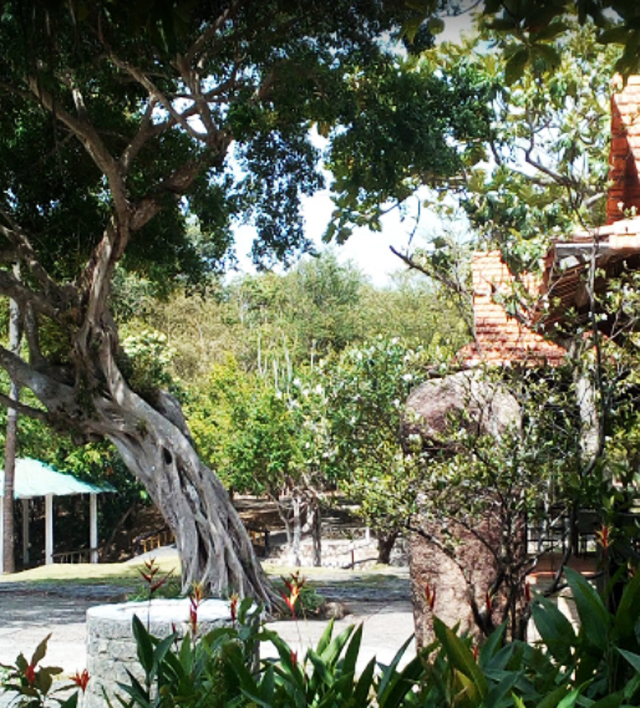 Cây si Ngọc Xương Vũng Tàu