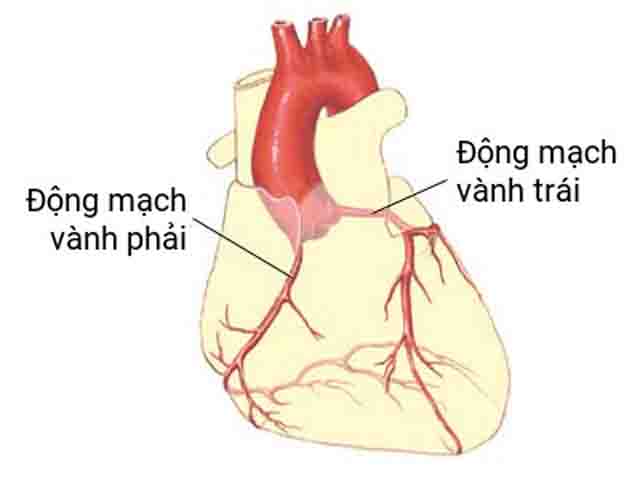 Động mạch vành - Chặn đứng nguy cơ gây bệnh động mạch vành