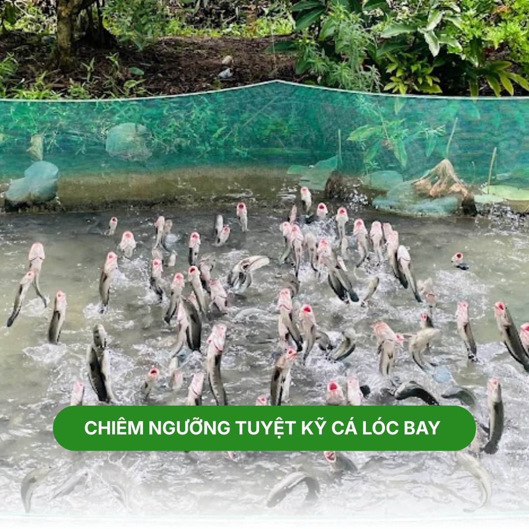 Màn trình diễn cá lóc bay nổi tiếng tại Cồn Sơn