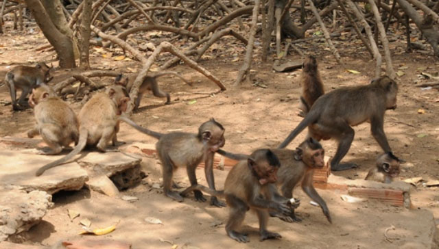 Đảo Khỉ có gì