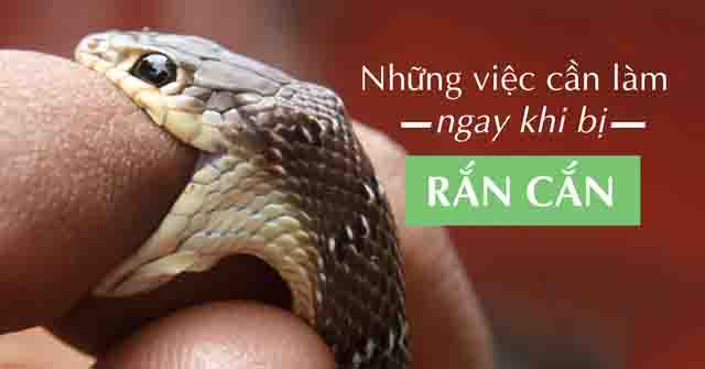 Điều trị rắn cắn