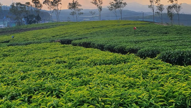 Đồi Chè Cầu Đất có gì