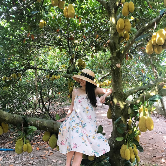 Giới thiệu đôi nét về miệt vườn trái cây Cần Thơ