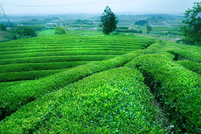 Đồi Chè Cầu Đất ở đâu