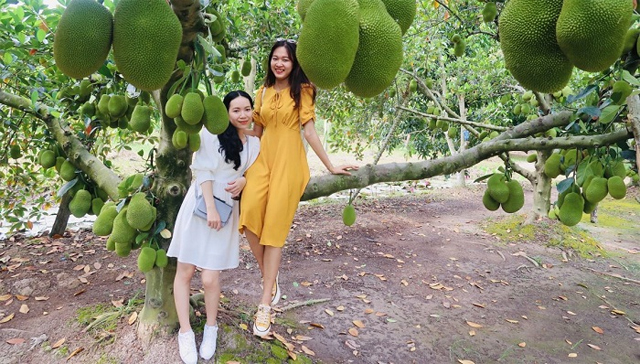Du lịch miệt vườn trái cây Cần Thơ có gì để trải nghiệm