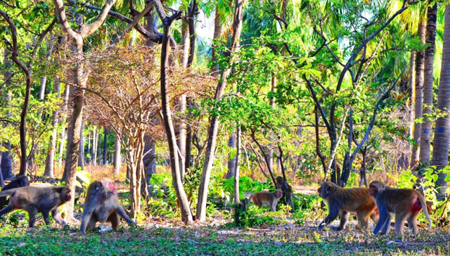 Giá vé Đảo Khỉ