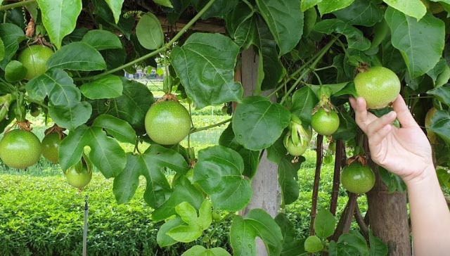 Giá vé Làng Rau Trà Quế