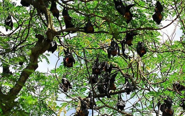Thuyết minh - Giới thiệu về Chùa Dơi Sóc Trăng