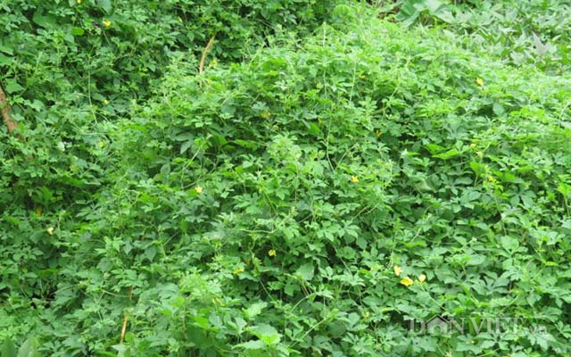 Lá khổ qua rừng