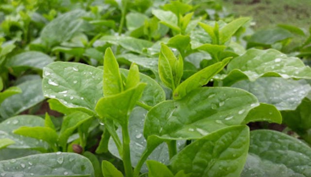 Làng Rau Trà Quế ở đâu