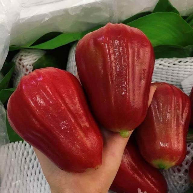 Mận An Phước Long Thành, Đồng Nai