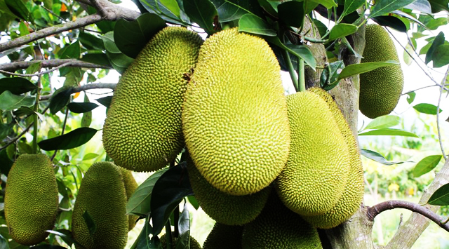 Trái Mít Cồn Mỹ Phước Sóc Trăng