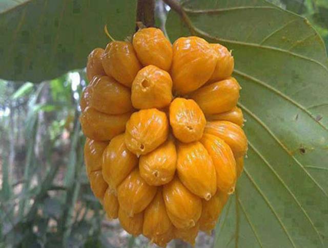Mít tố nữ trái ngon miệt vườn Long Khánh, Đồng Nai
