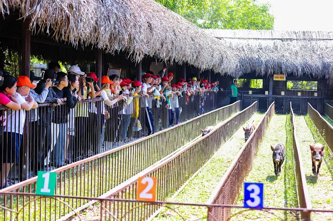 Trò chơi đua heo vui nhộn tại Mỹ Khánh