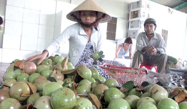 Nguồn gốc Vú sữa Lò Rèn