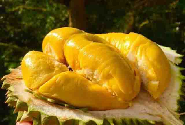 Ăn sầu riêng - Tìm hiểu về trái sầu riêng, người không nên dùng