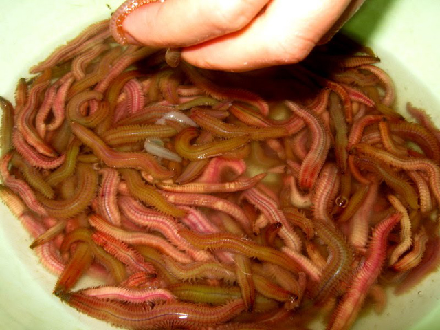 Nước mắm rươi