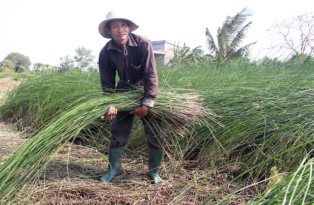 Phơi lác đang chiếu