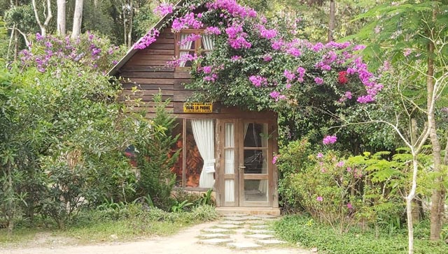 Rừng lá phong có gì