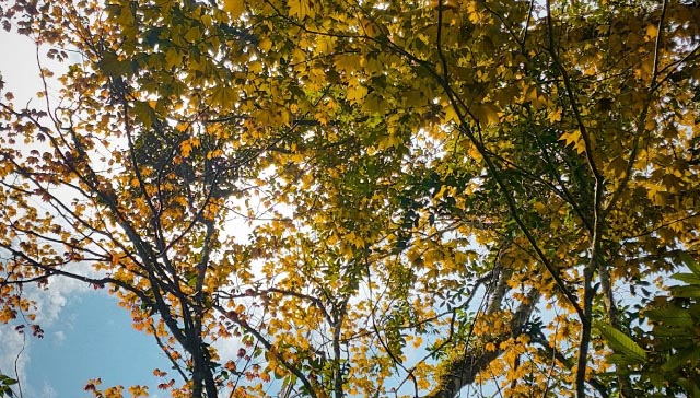 Rừng lá phong ở đâu