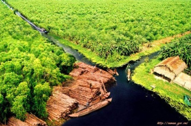 Rừng u minh hạ Cà Mau