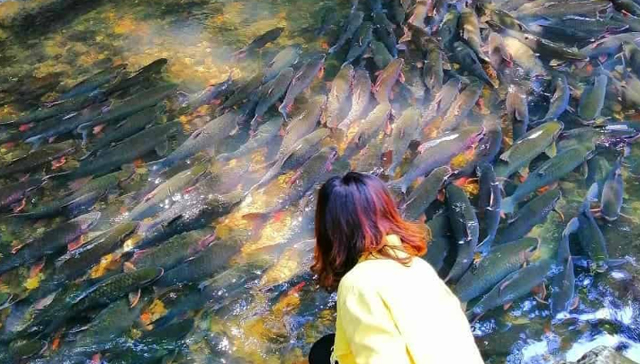 Suối Cá Thần ở đâu