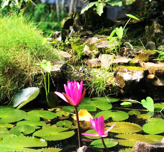 Khu du lịch Suối Tranh có gì chơi ?