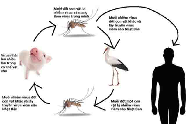 Tác nhân gây ra bệnh viêm não nhật bản