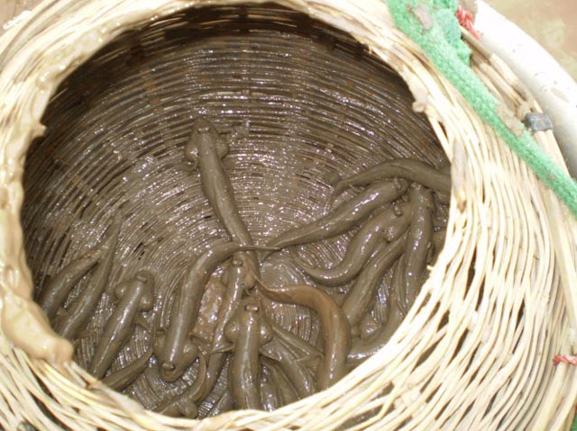 thịt cá bống sao