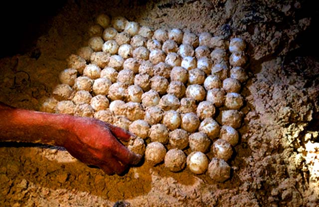 Những trải nghiệm thật thú vị khi tới tham quan vườn quốc gia Côn Đảo