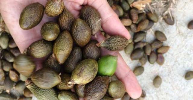 Trái ươi rừng đặc sản Nam Cát Tiên, Đồng Nai