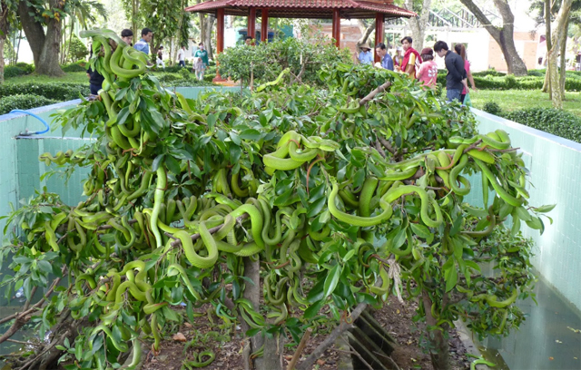 Trại rắn Đồng Tâm