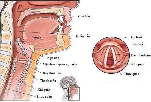 Bệnh viêm thanh quản và cách điều trị hiệu quả