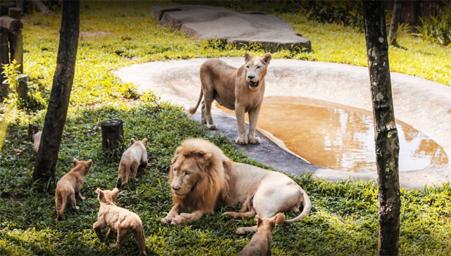 Khu vườn thú mở Vinpearl Safari Phú Quốc