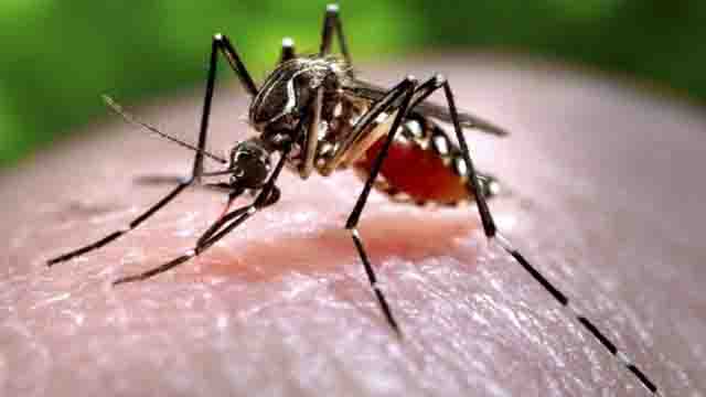 Virus Zika có chưa được không