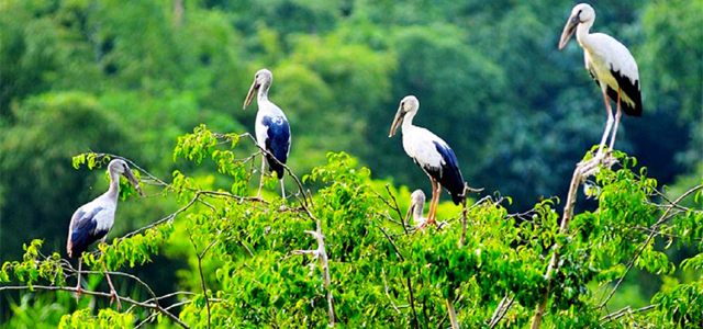 vườn chim Bạc Liêu