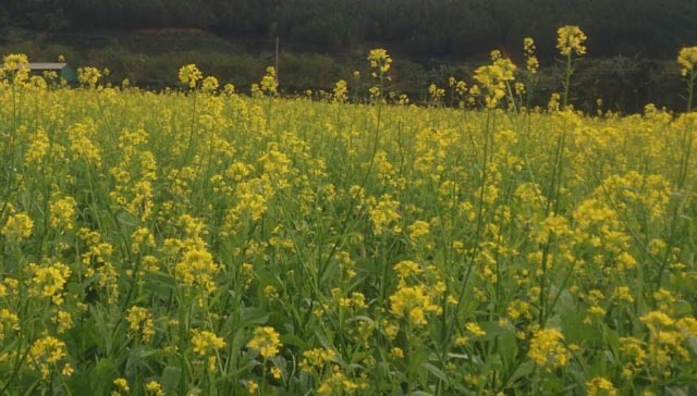 Vườn Hoa Đà Lạt có gì