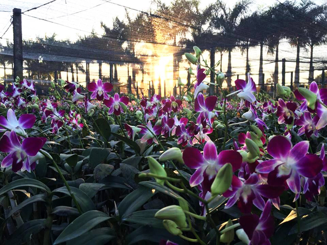 Vườn lan Dendrobium