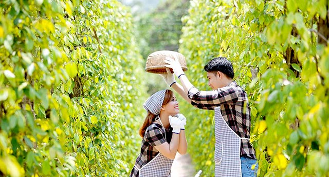 Vườn tiêu Phú Quốc