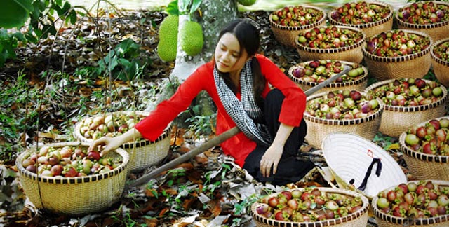 Vườn trái cây Bình Dương có gì chơi, ăn gì ?