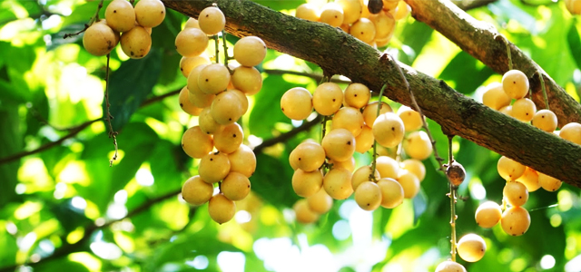 Dâu Hạ Châu Cần Thơ